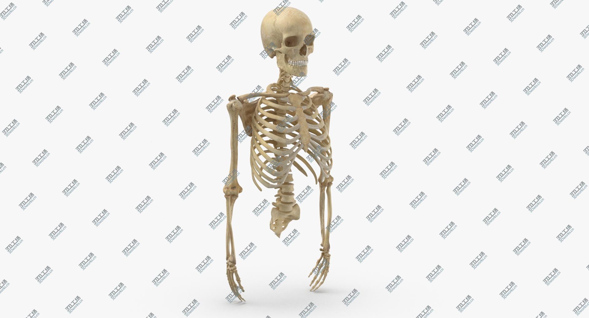images/goods_img/20210319/Real Human Rib Cage Spine Male Skull Calvicle Scapula and Arms Bones Anatomy 01 3D/2.jpg